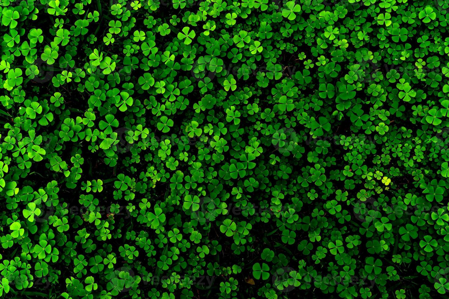 Green leaves pattern,leaf Shamrock or water clover background photo