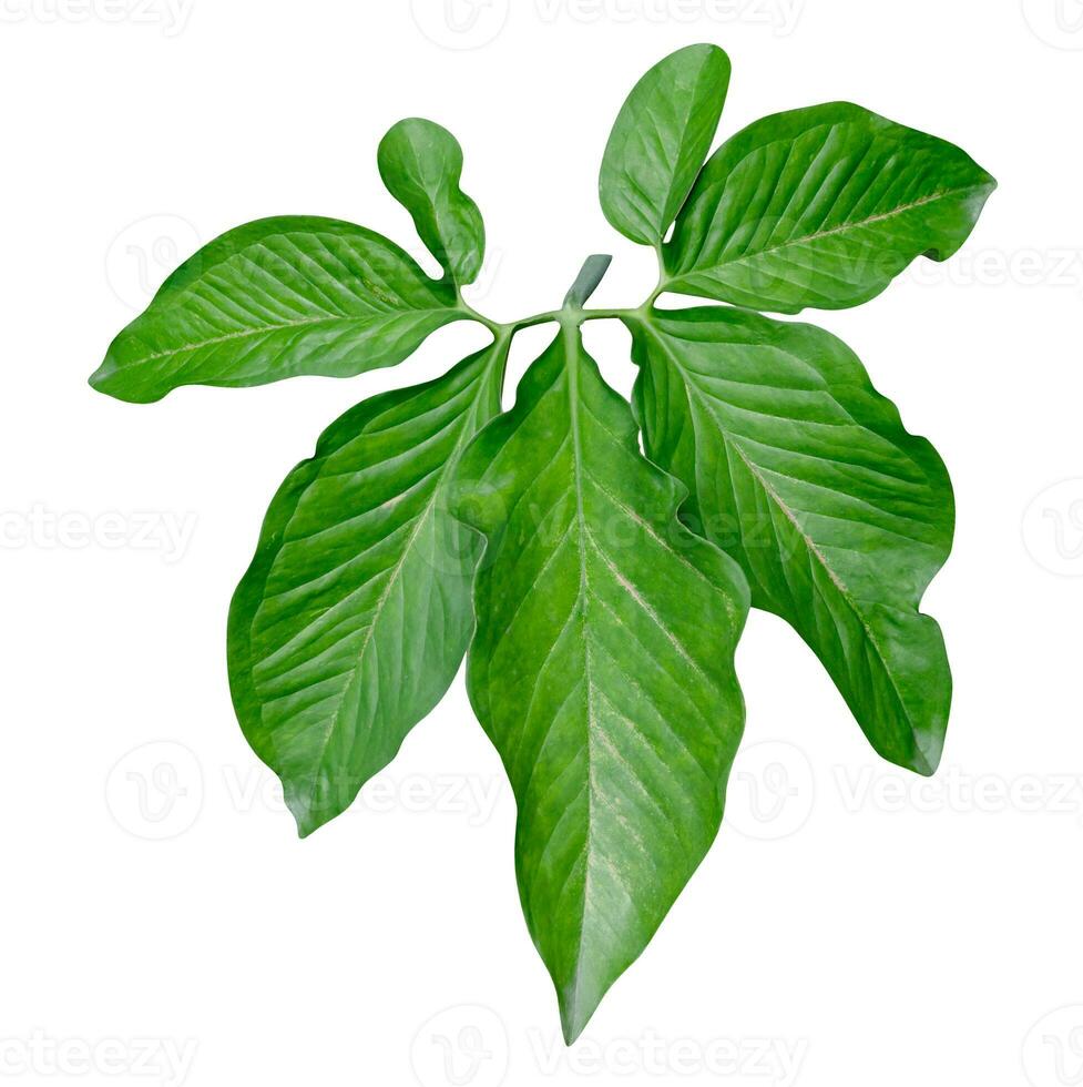 Green leaves pattern,leaf Syngonium podophyllum isolated on white background,include clipping path photo