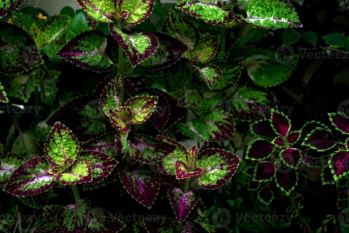 colorful leaves pattern,leaf coleus or painted nettle in the garden photo