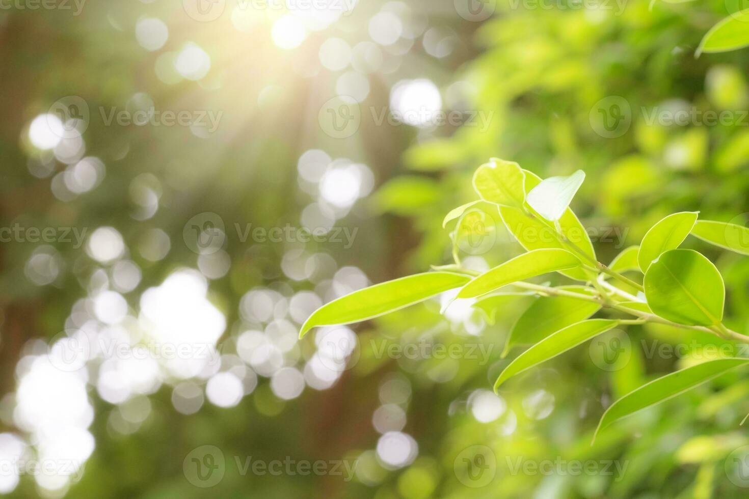 Green leaves pattern for summer or spring season concept,leaf blur textured,nature background photo