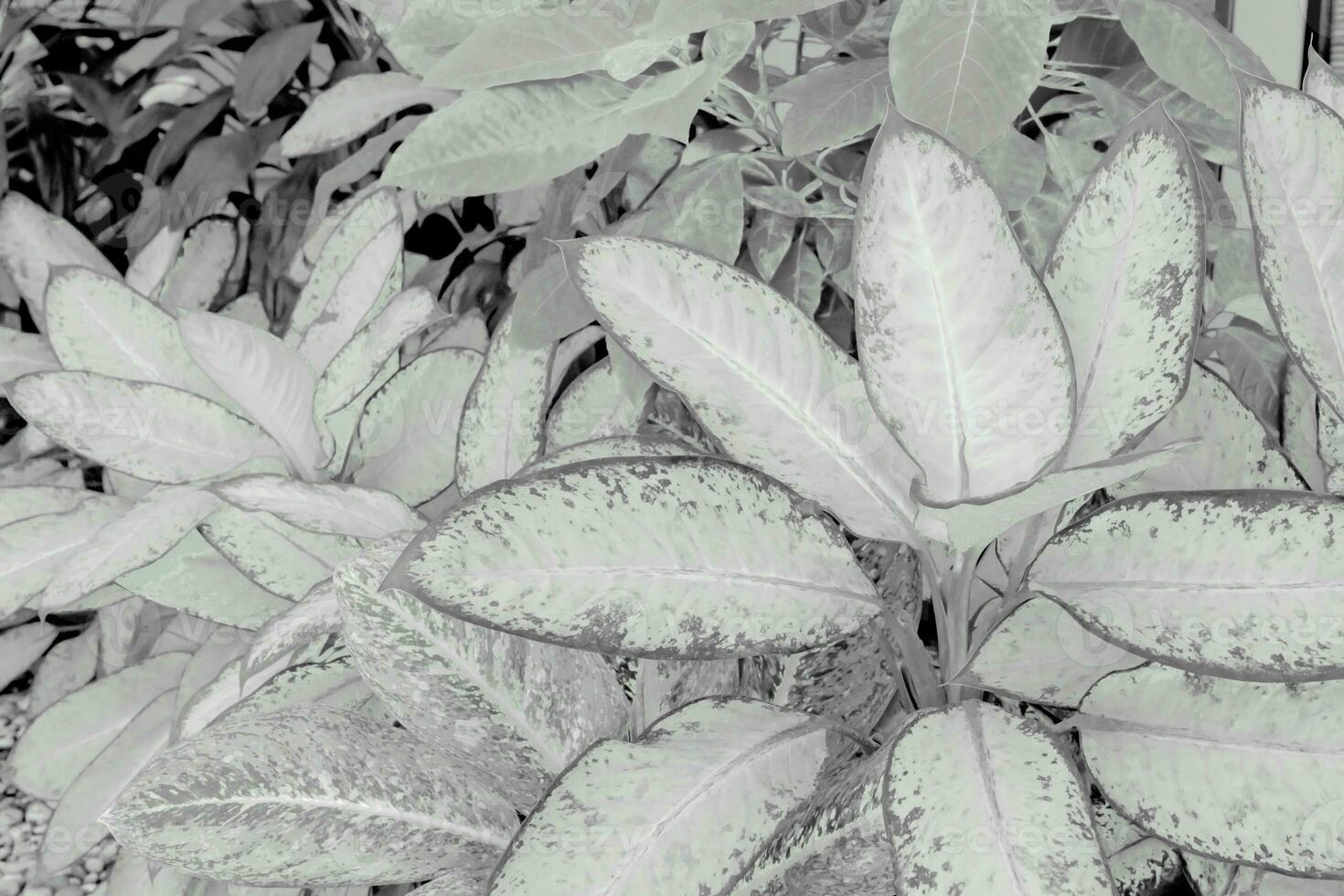 Black and white leaves pattern of Dumb Cane foliage in garden,leaf exotic tropical photo