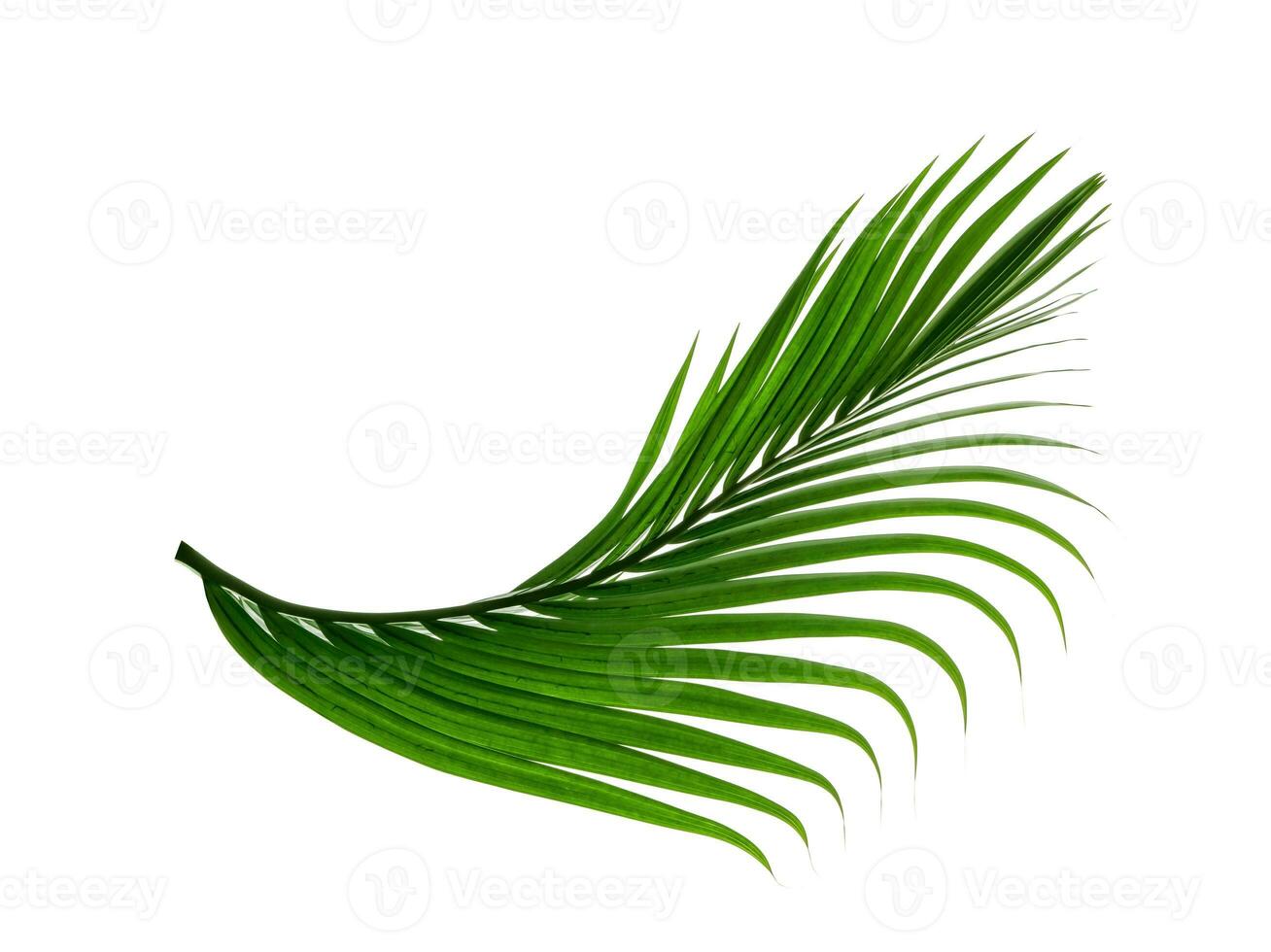 Green leaves pattern,leaf palm tree isolated on white background photo