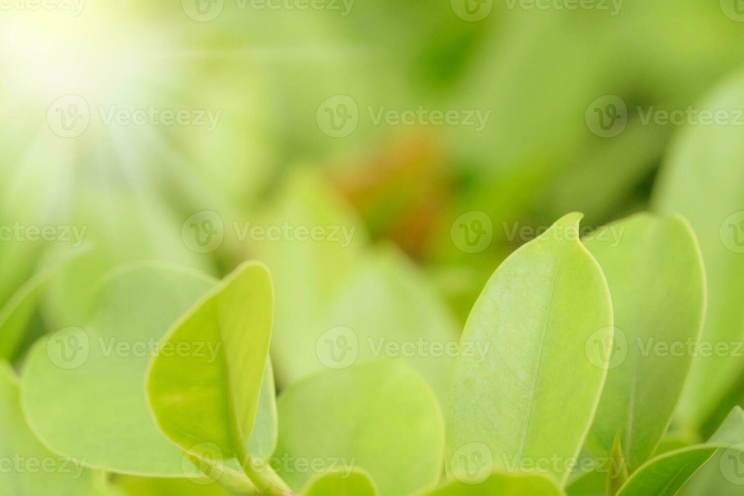 Green leaves pattern for summer or spring season concept,leaf blur textured,nature background photo