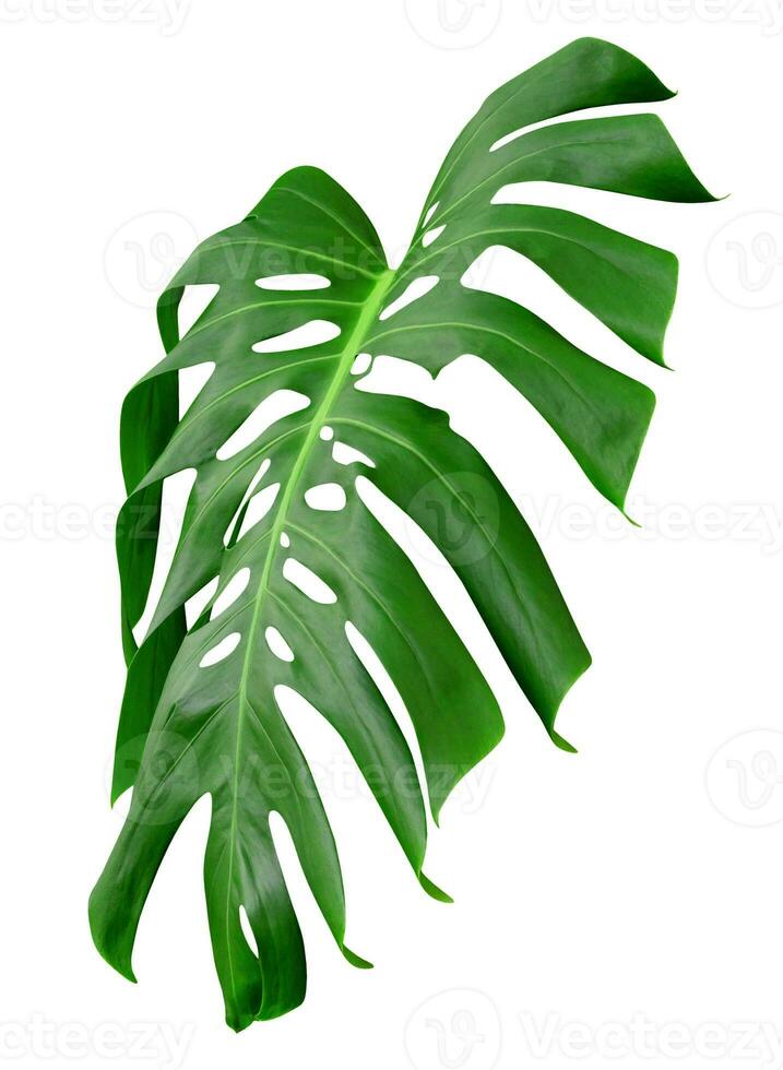 Green leaves pattern,leaf monstera isolated on white background,include clipping path photo