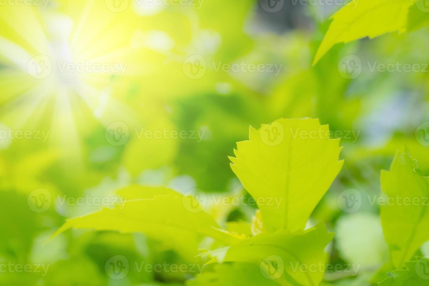 Green leaves pattern for summer or spring season concept,leaf blur textured,nature background photo