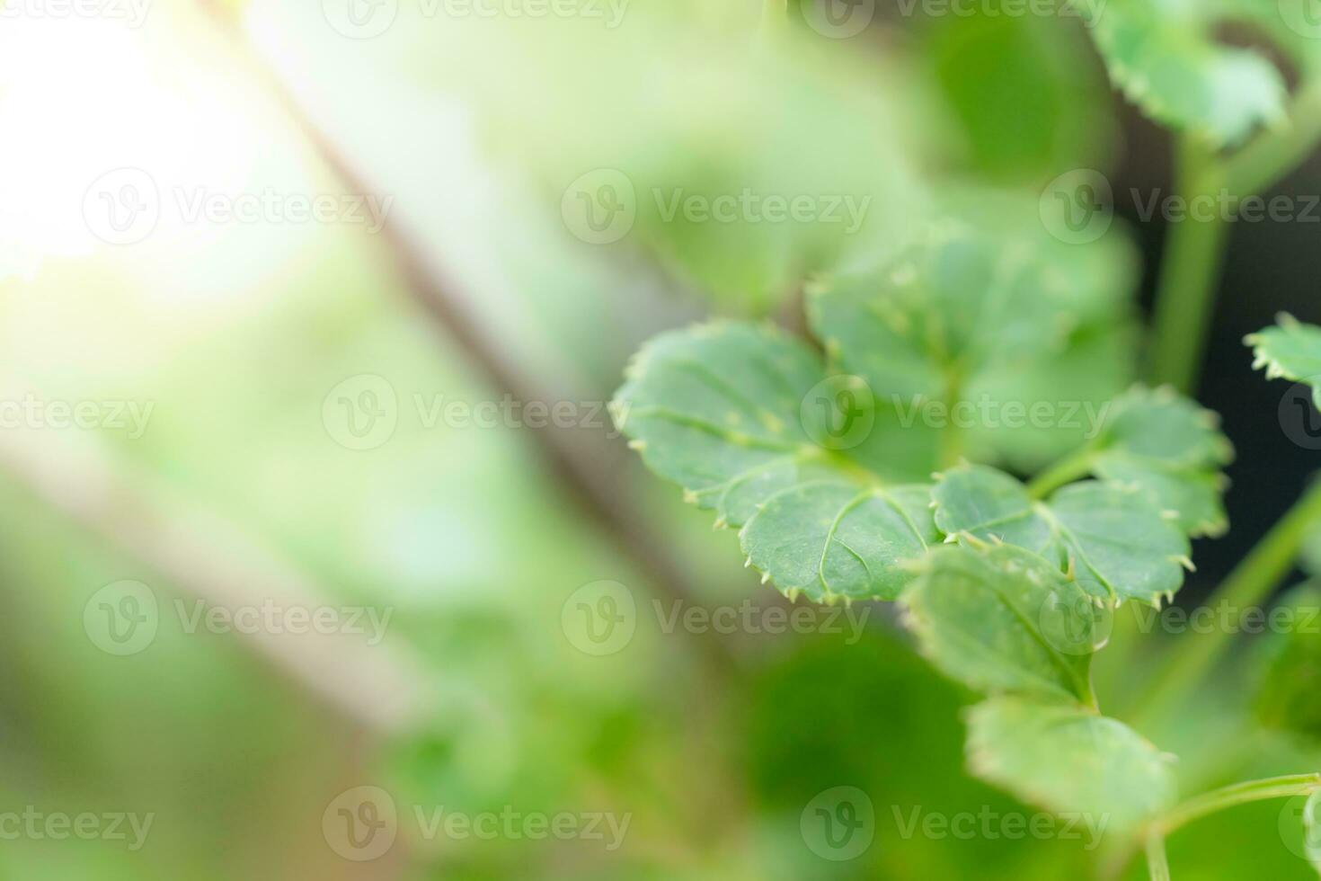 Green leaves pattern for summer or spring season concept,leaf blur textured,nature background photo