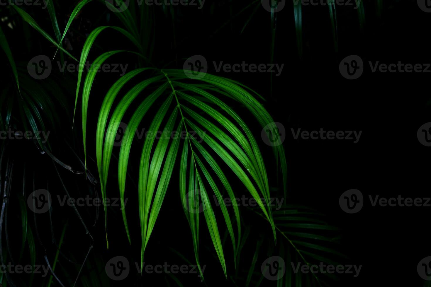 Green leaves pattern,leaf palm tree in the forest photo