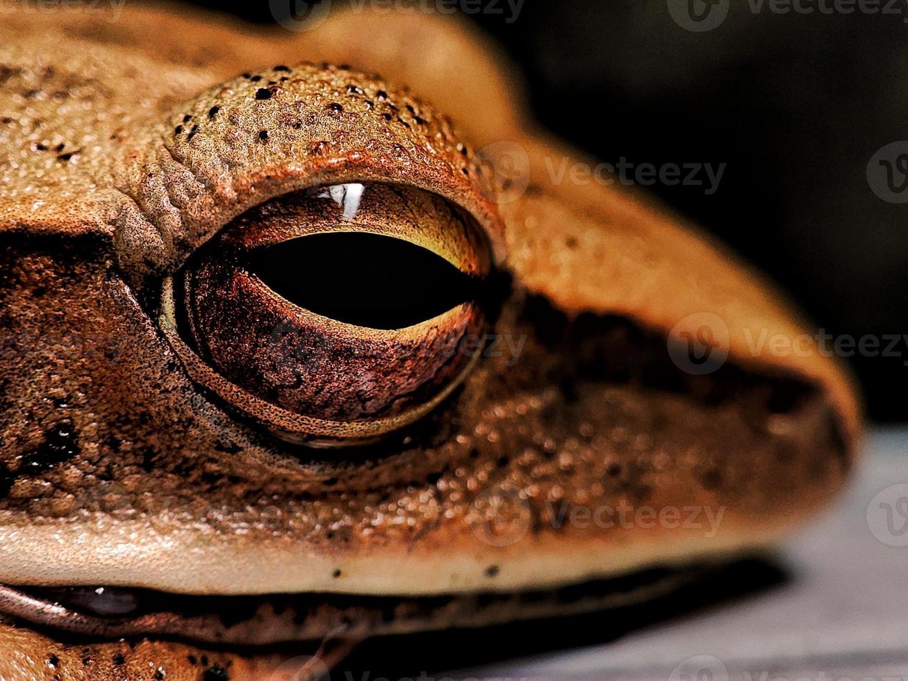 Close up photo of a frog's face