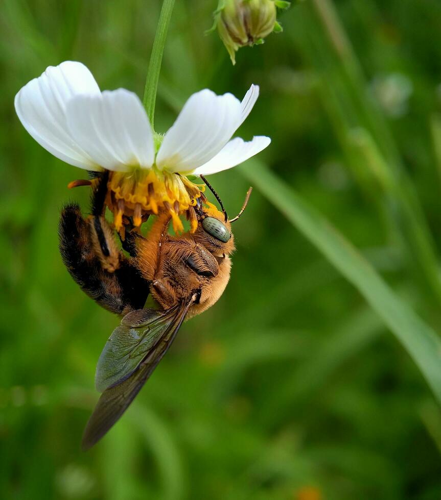 Carpenter bees sucking flower nectar photo