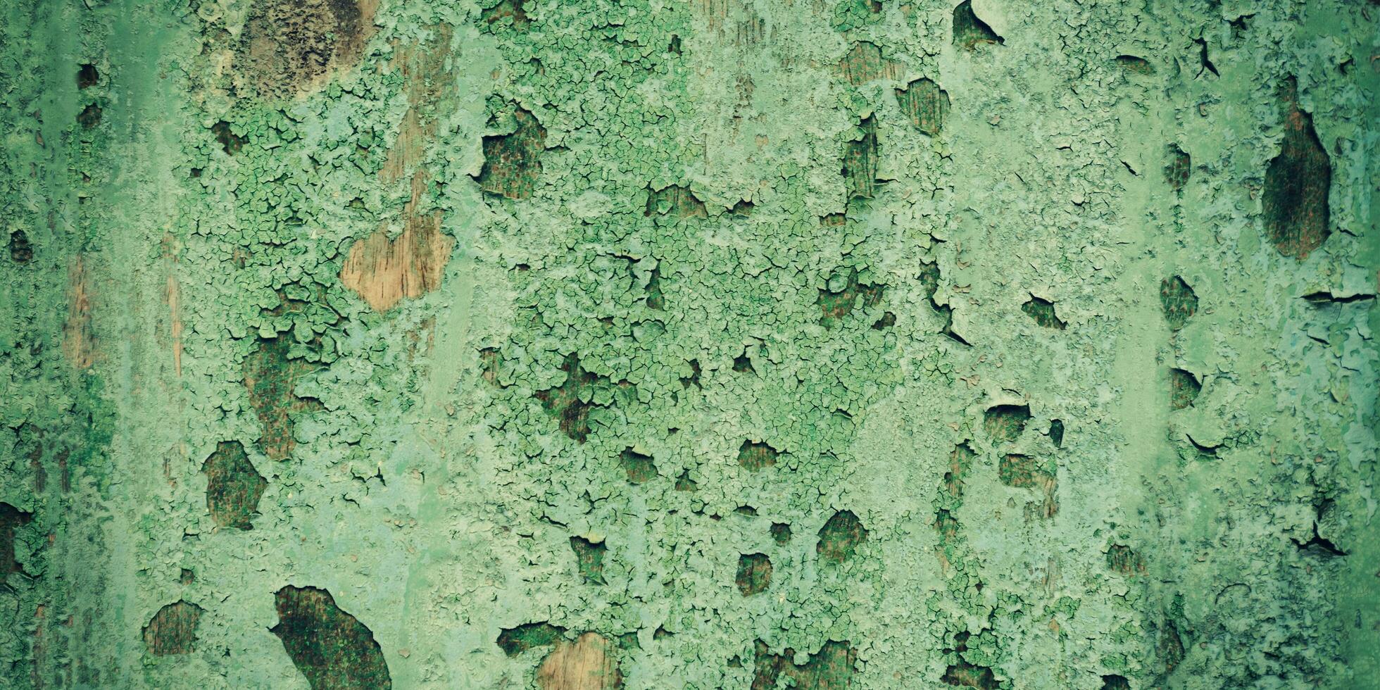 Panorama grunge surface green wooden texture and background with copy space. photo