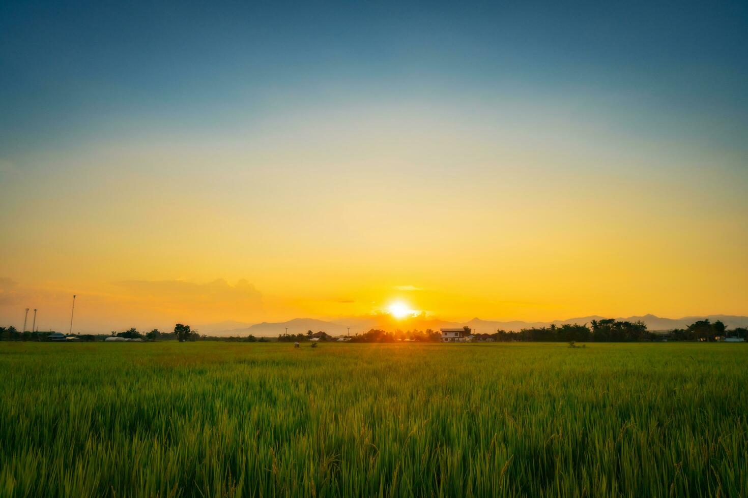 Natural scenic beautiful sunset and rice field agricultural background photo