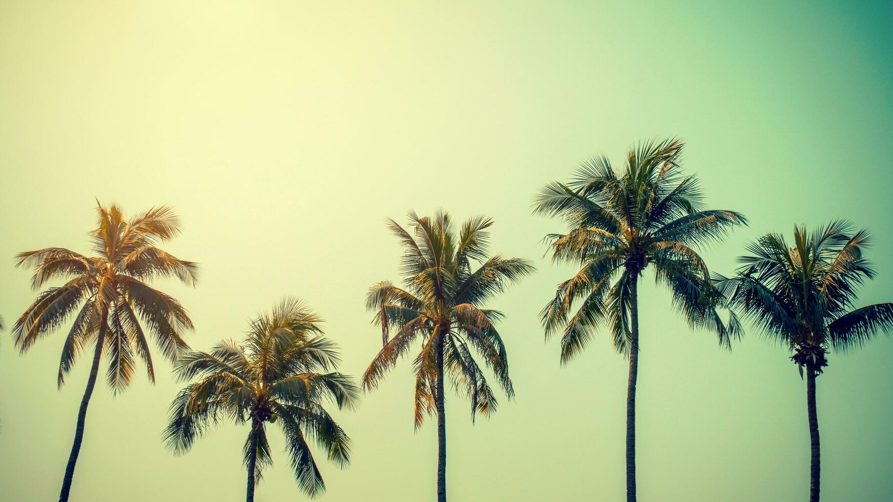 Coconut palm tree on beach in summer with vintage effect. photo