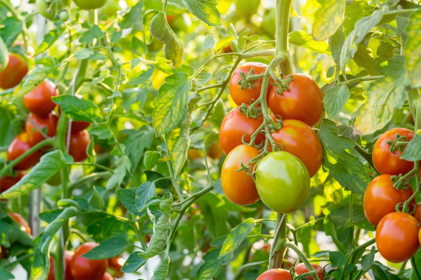 Close up red tomato on garden field photo