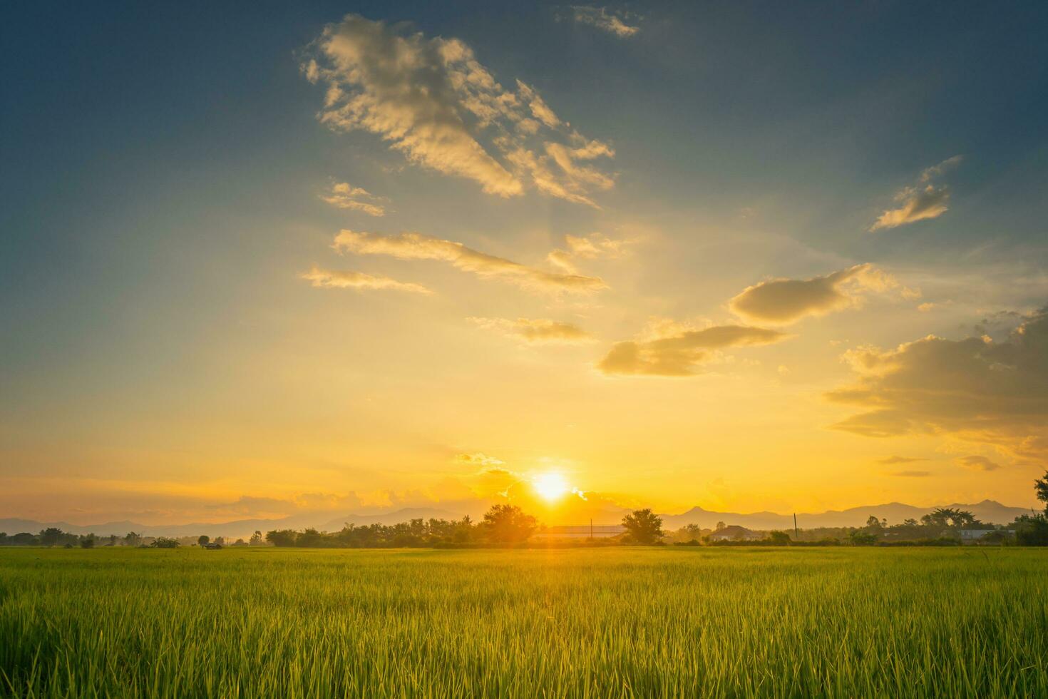 Beautiful rice field and sunset at Thailand. photo