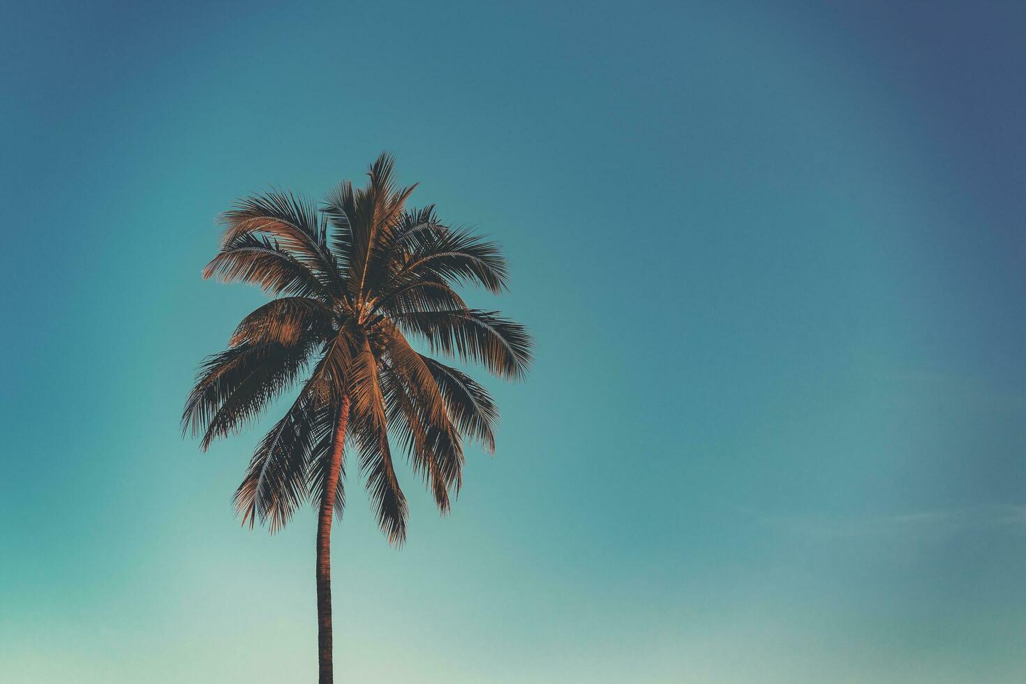 Coconut palm tree at tropical coast in island beach with vintage tone. photo
