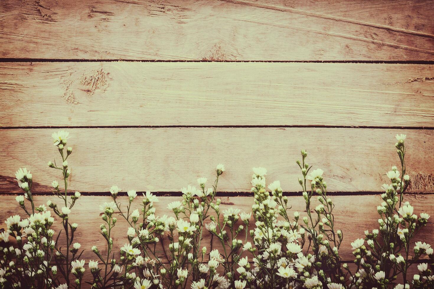 White flower on grunge wood board background with space. photo