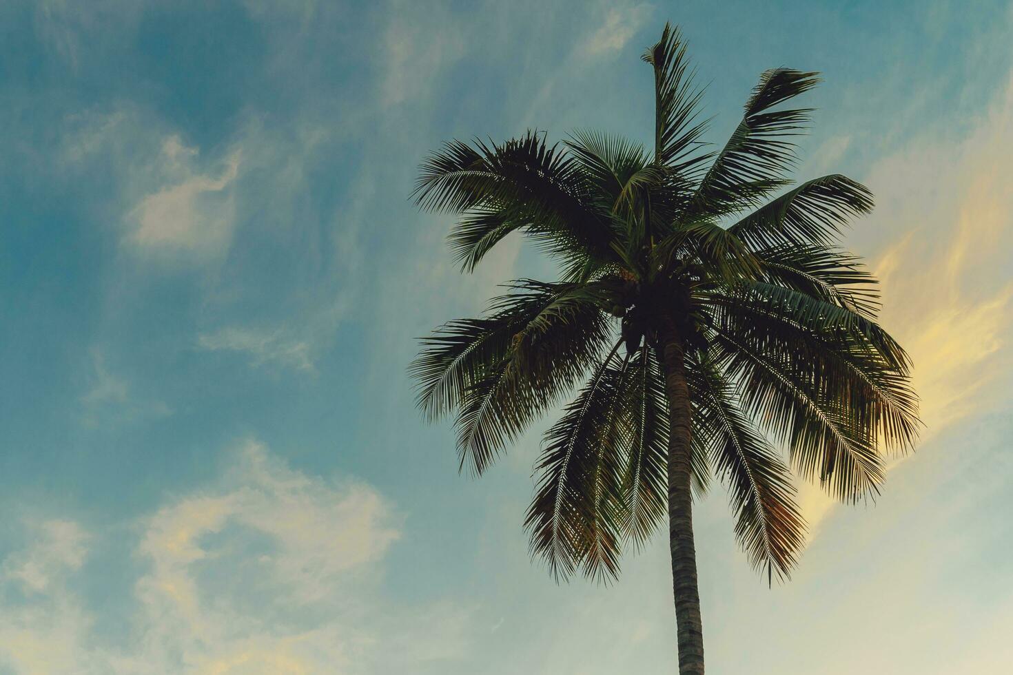 Coconut palm tree at tropical coast in island beach with vintage tone. photo
