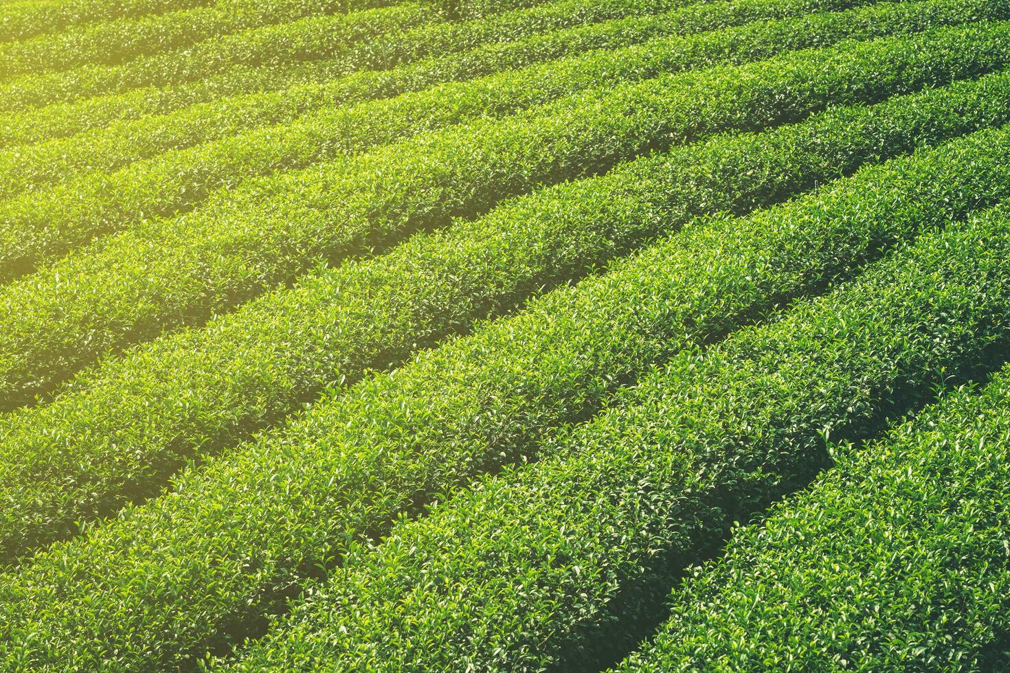 Green tea field and plantation in morning with sunlight. photo