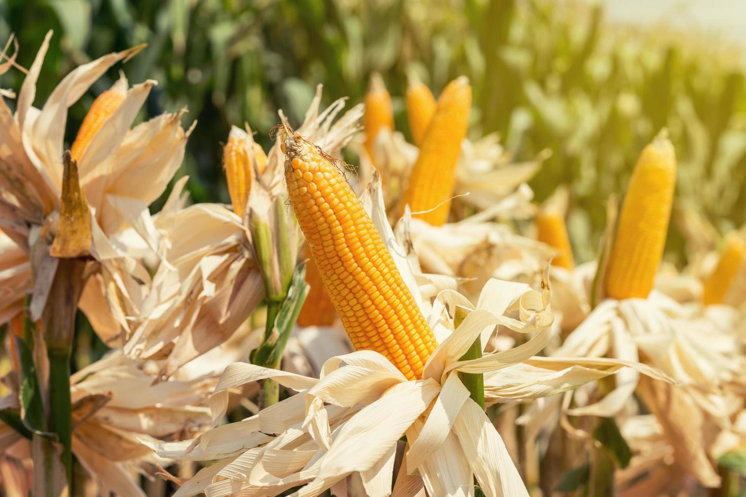 maíz campo en cosecha planta para cosecha foto