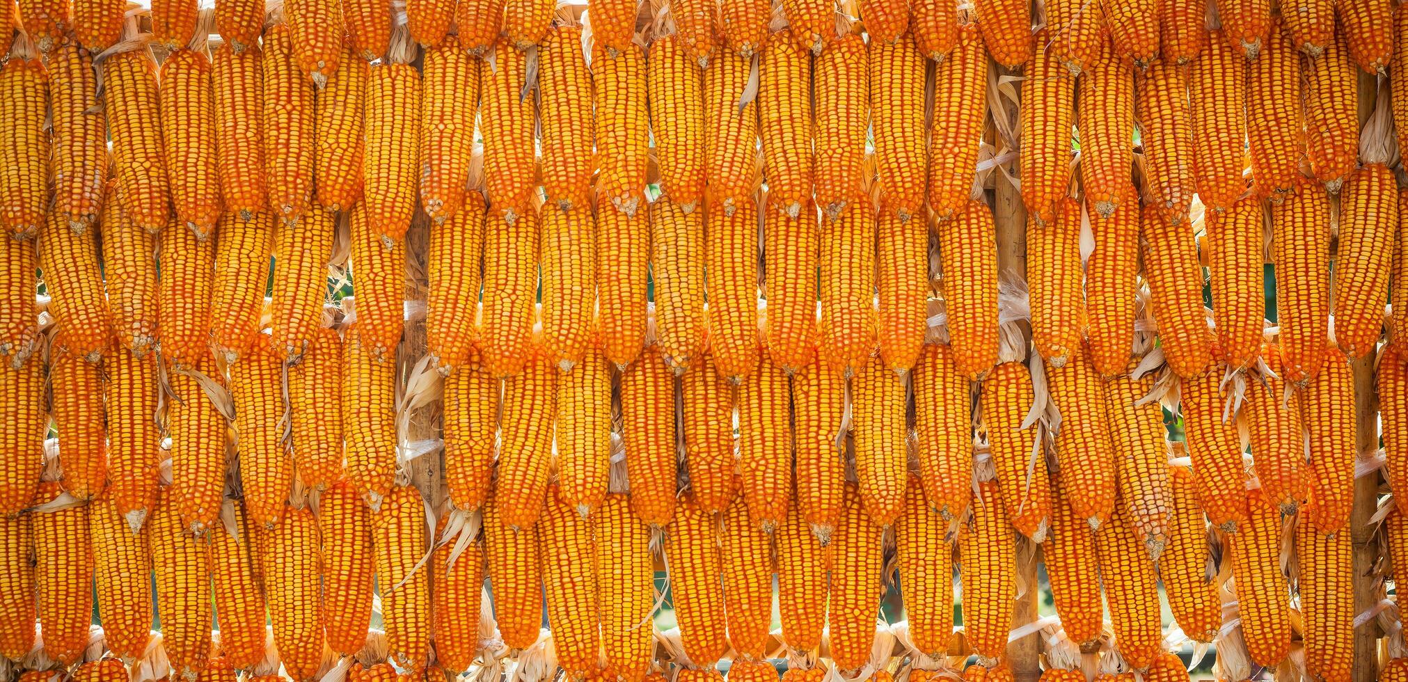 Panorama of group corn dry for harvest background texture photo
