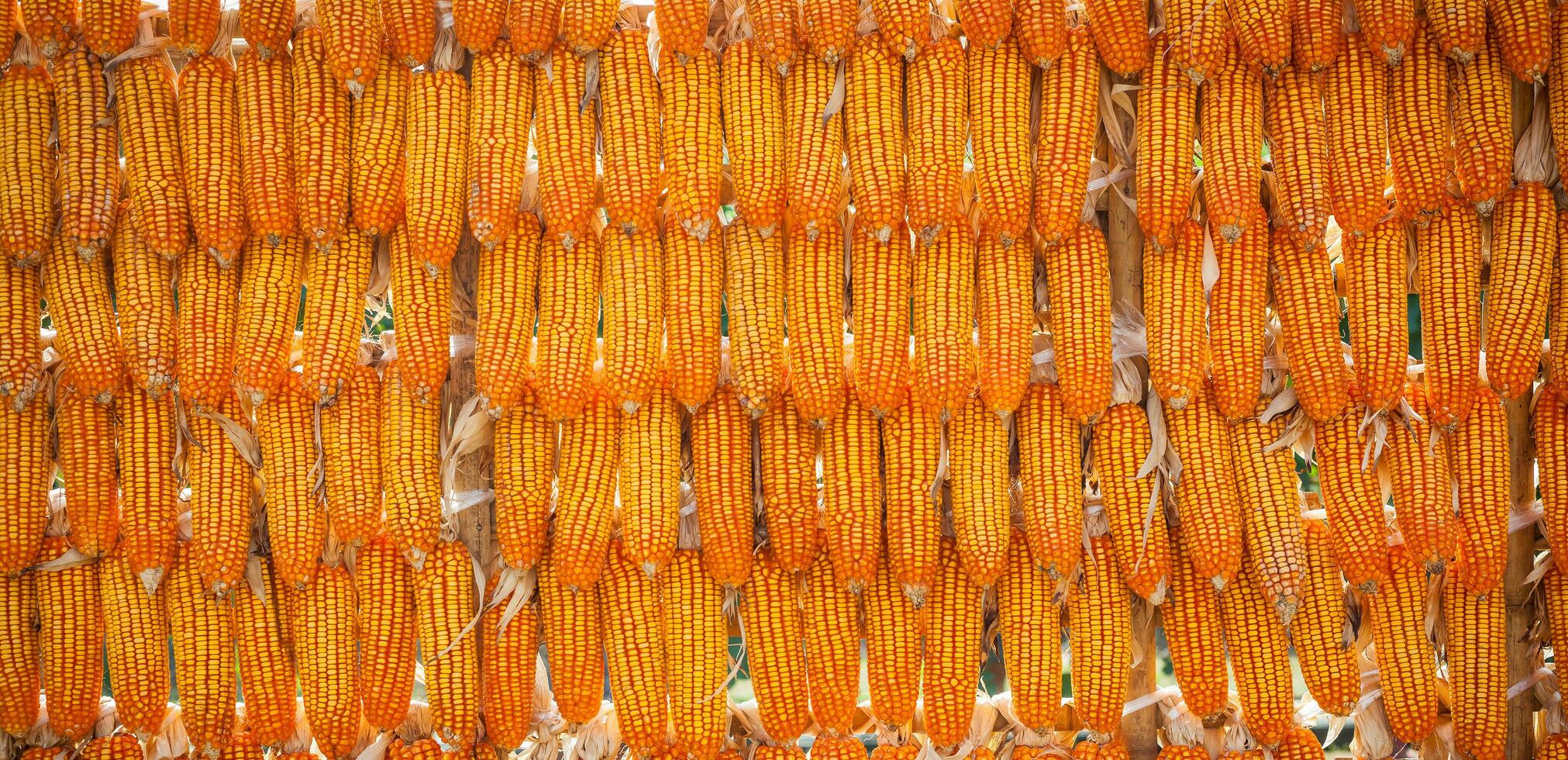 Panorama of group corn dry for harvest background texture photo