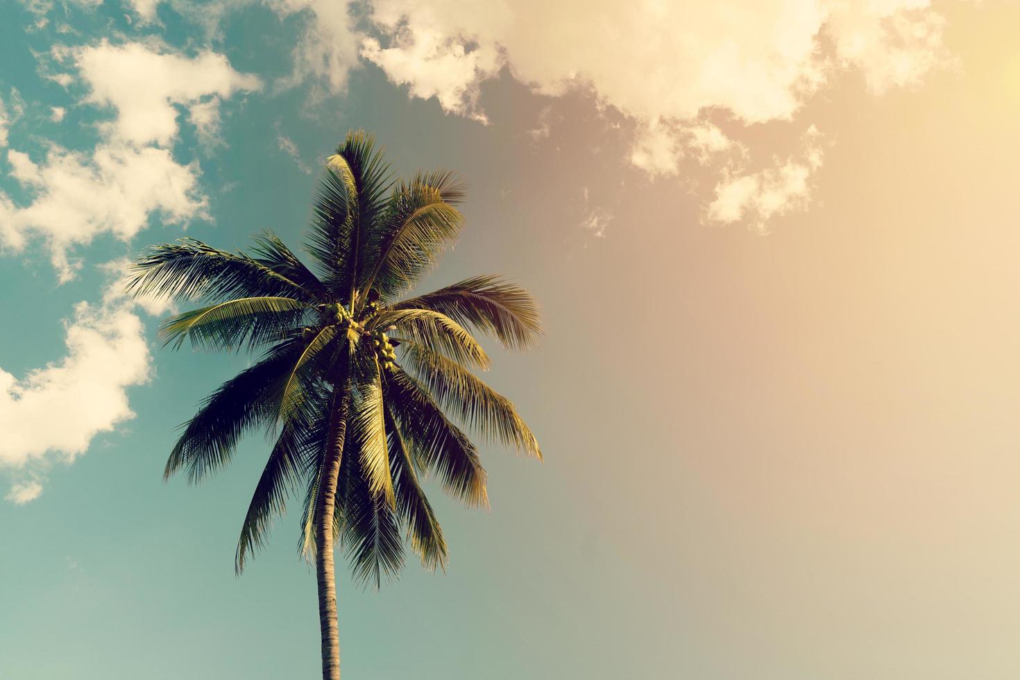 Coconut palm trees and shining sun with vintage effect. photo