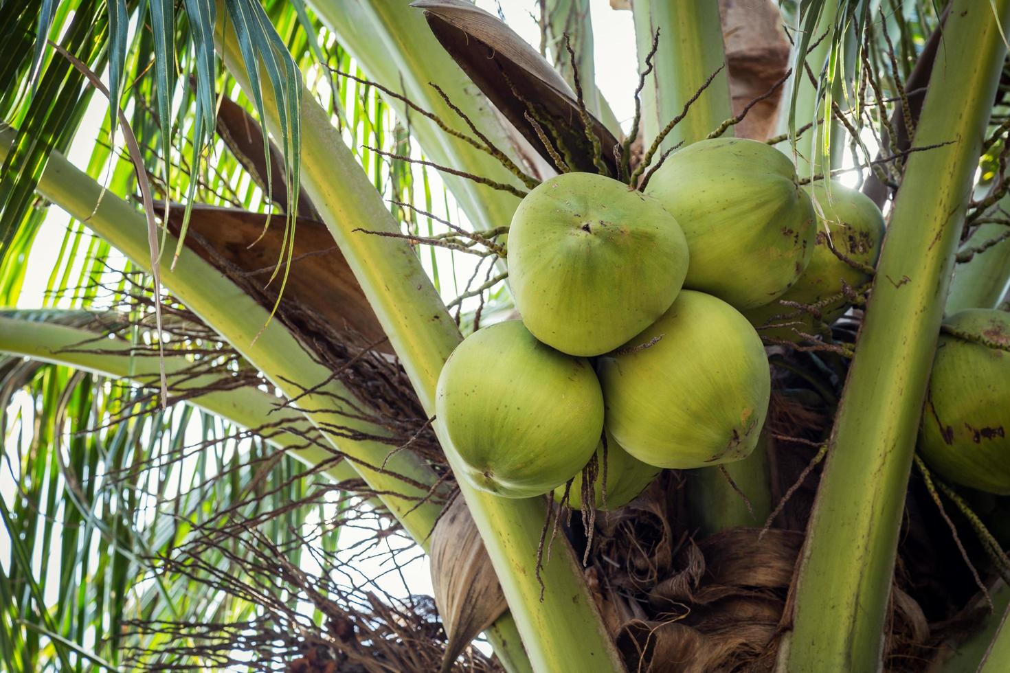 Coco Fruta en árbol foto