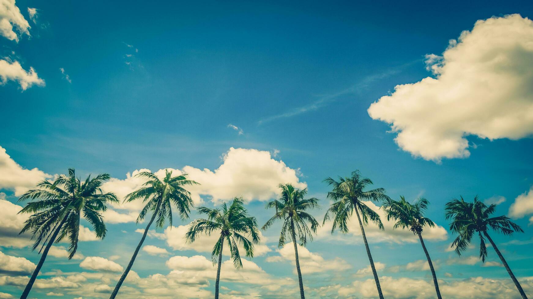Coconut palm tree on blue sky background with vintage toned. photo