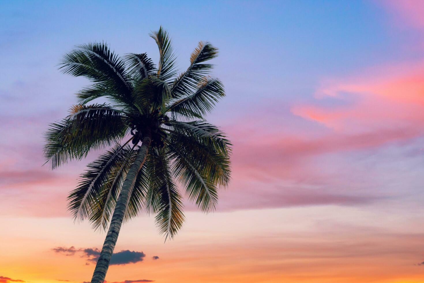 coconut palms tree and clouds twilight photo