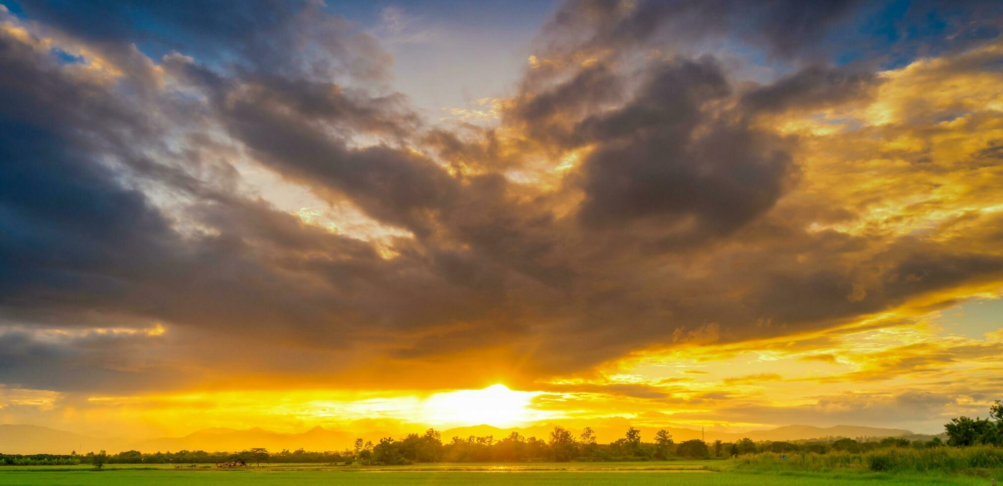 Panorama natural scenic beautiful sunset and rice field agricultural background photo