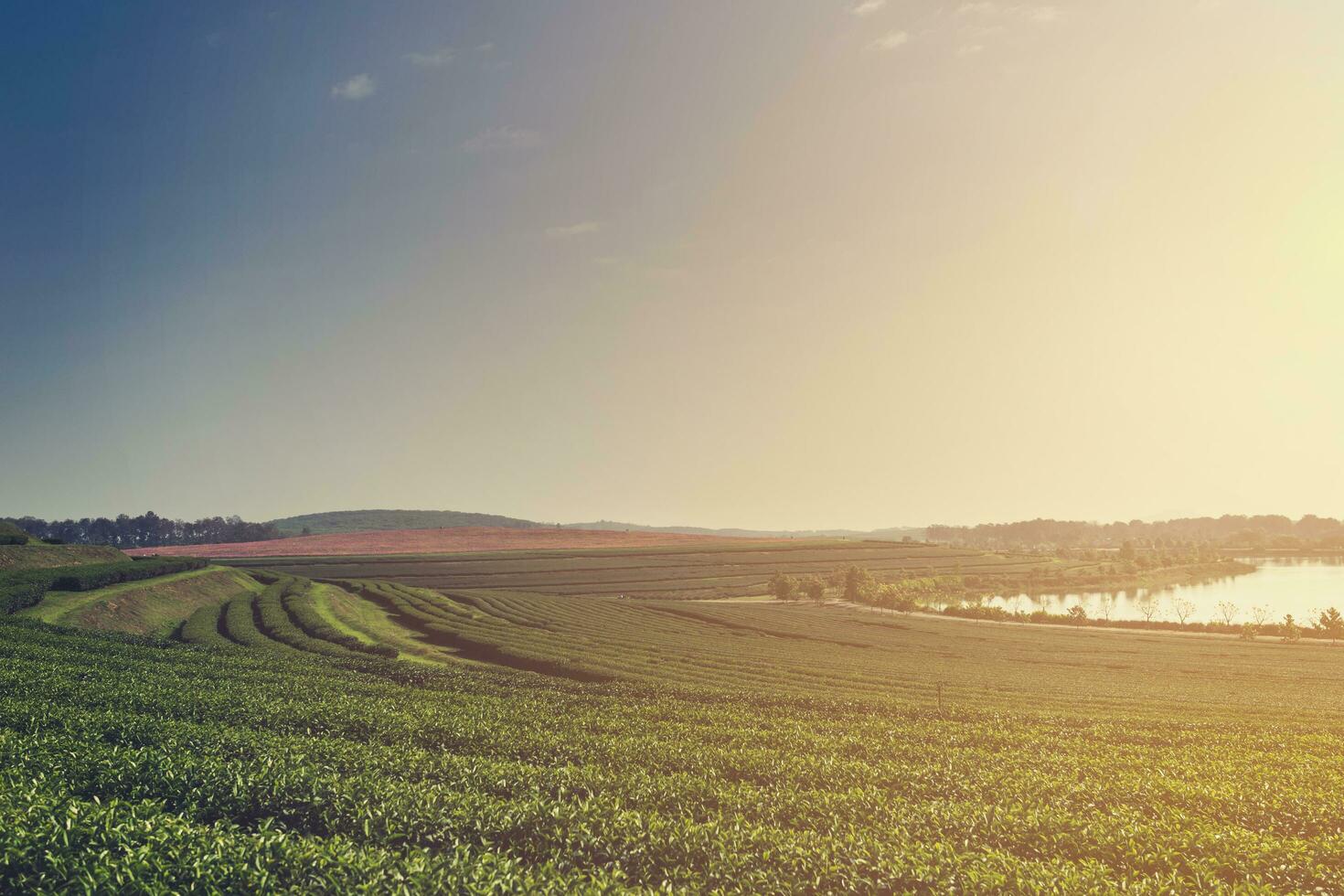 Green tea plantation farm with morning light and mist photo