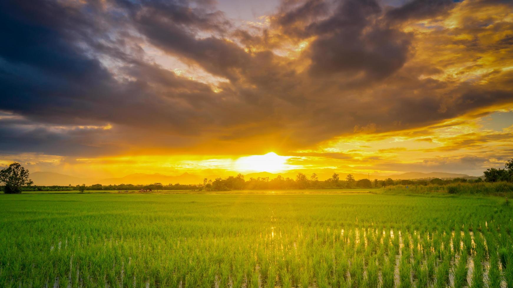 panorama natural escénico hermosa puesta de sol y arroz campo agrícola antecedentes foto