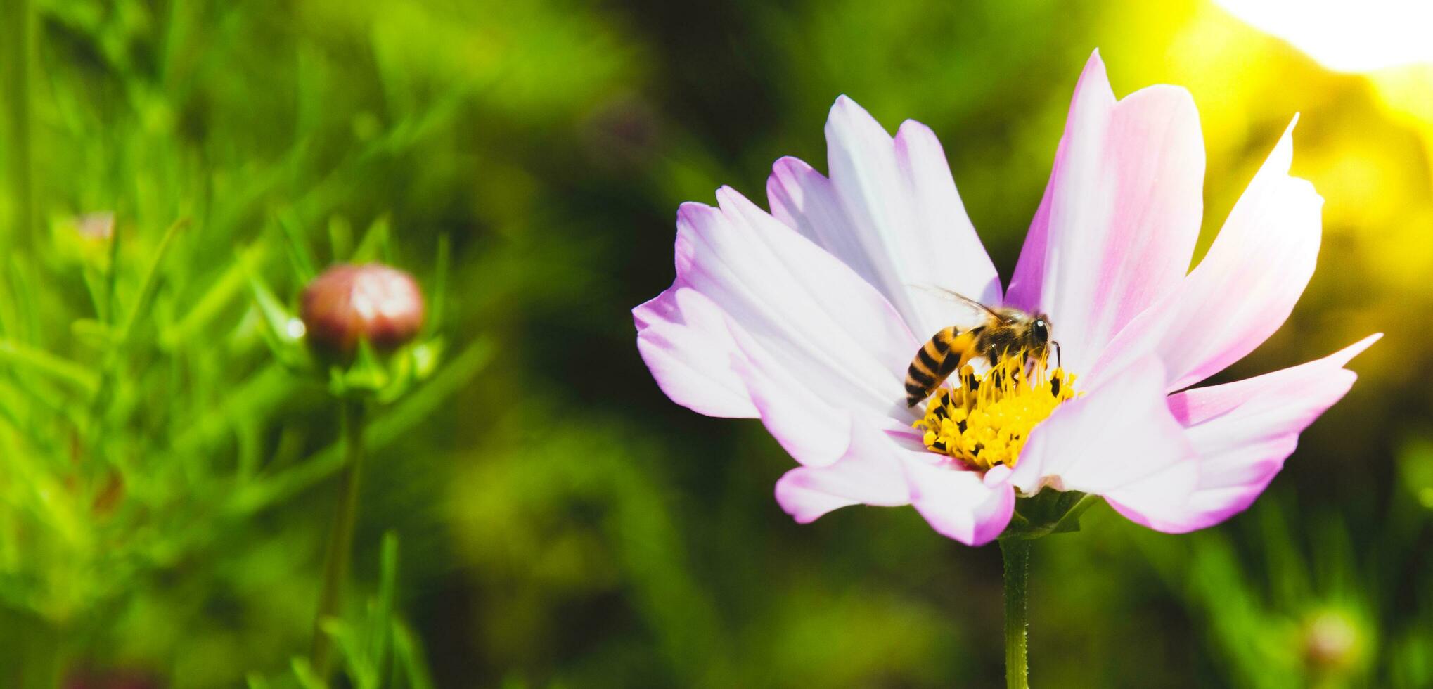 rosado cosmos flores floreciente al aire libre. un pequeño abeja se sienta en amarillo polen. soleado tarde en un botánico jardín. foto