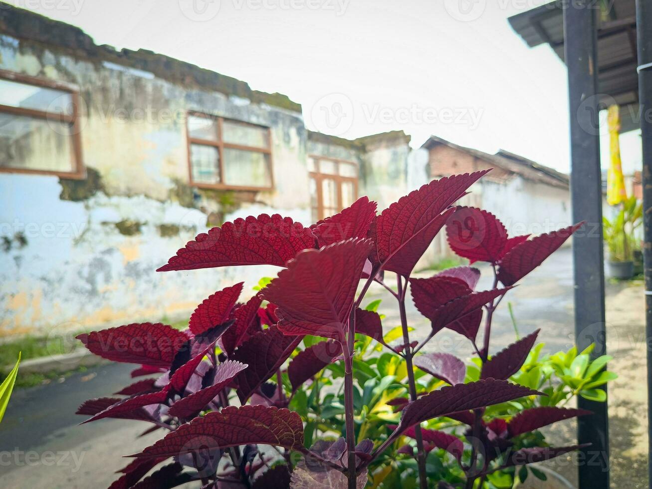 Burgundy Coleus Plectranthus Scutellarioides leaves. Natural foliage background. photo