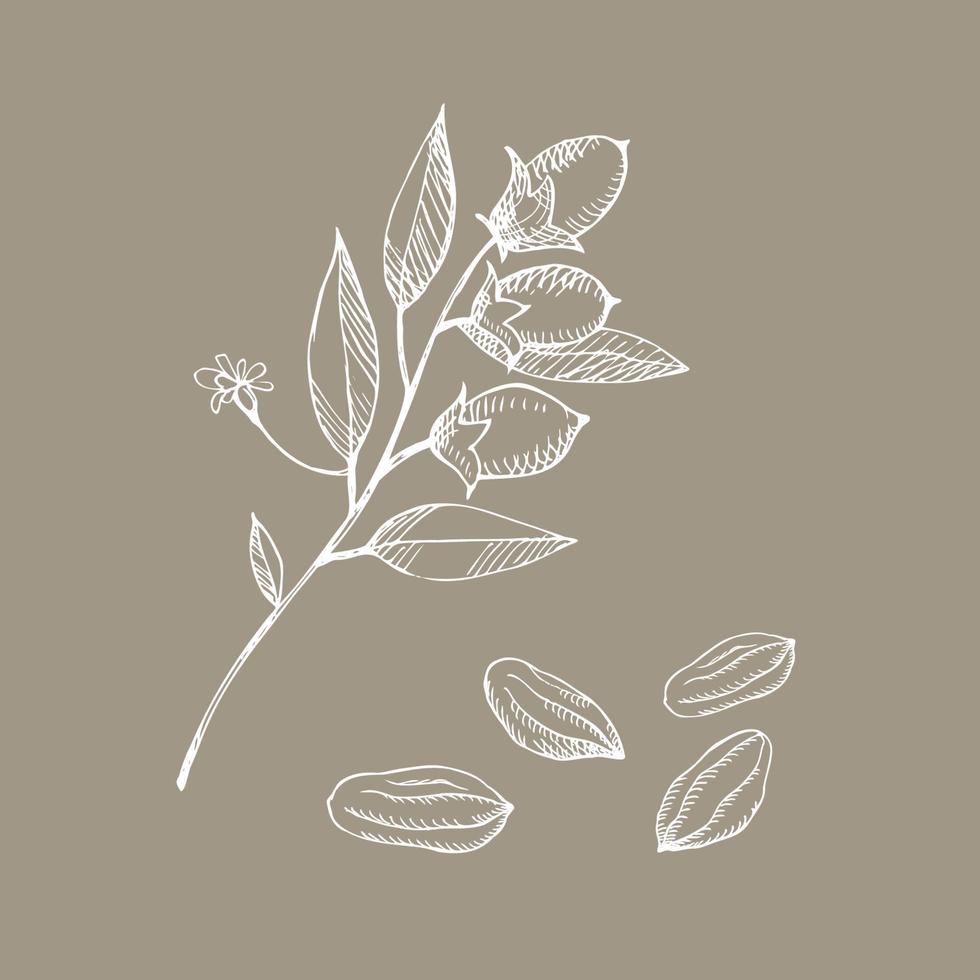 Cocoa set. Hand drawn cacao bean, leaf sketch and cacao tree. Parts of plants. For label, logo, emblem, symbol. vector