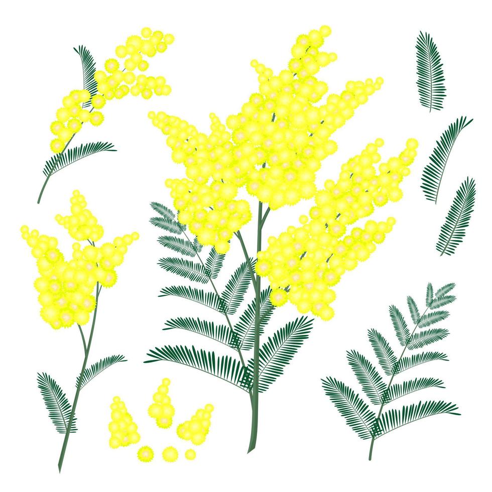 Mimosa yellow spring flowers branch set. Flat vector illustration isolated on white background