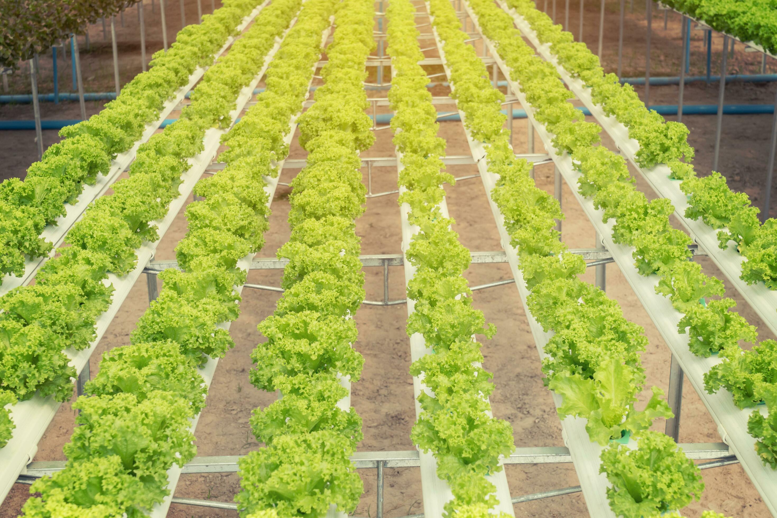 lettuce cultivation on hydroponic system with water and fertilizer in