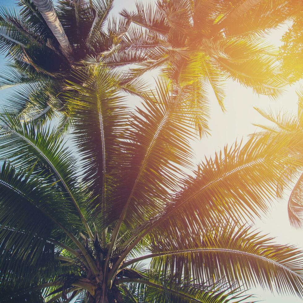 Coconut tree at tropical coast with vintage tone photo