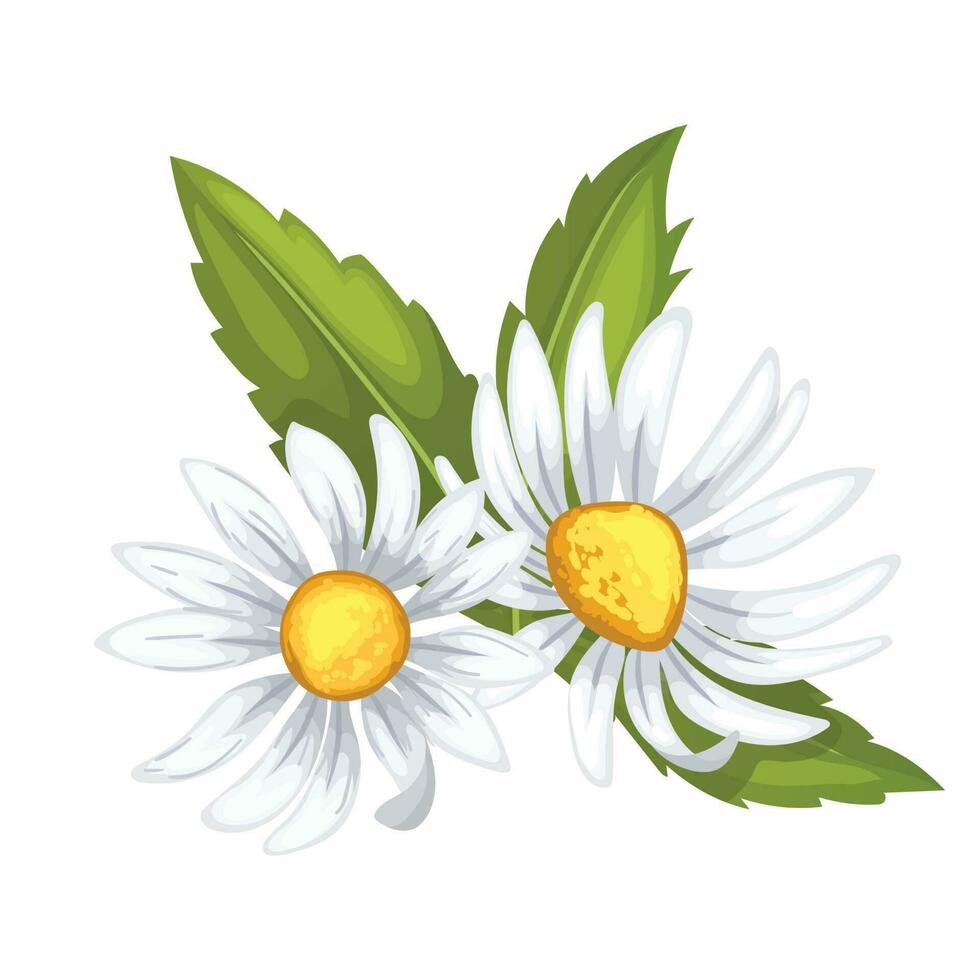 daisy flower summer cartoon vector illustration
