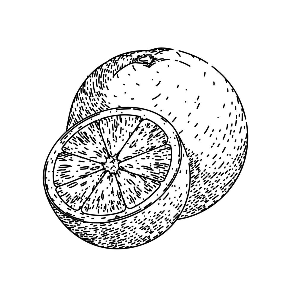 orange cut sketch hand drawn vector
