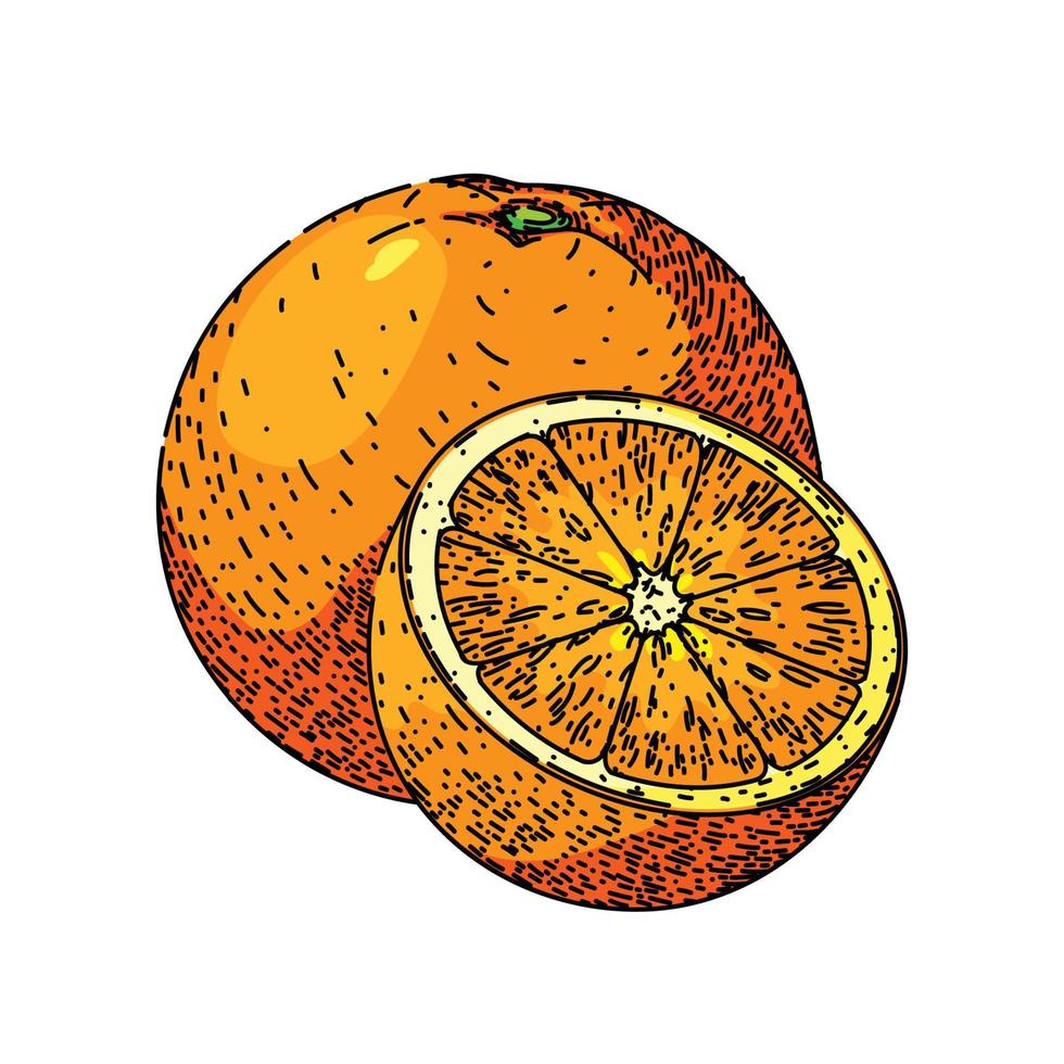 naranja cortar bosquejo mano dibujado vector