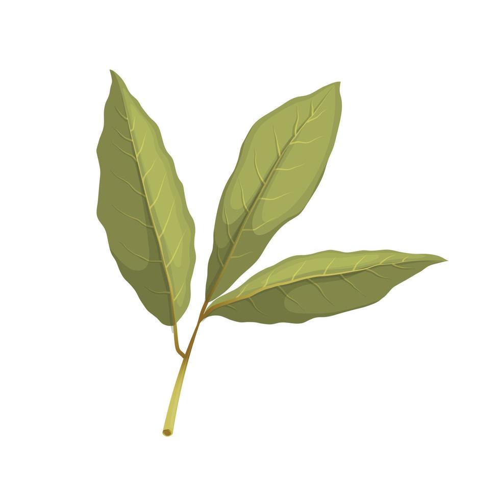 bay leaf herb cartoon vector illustration