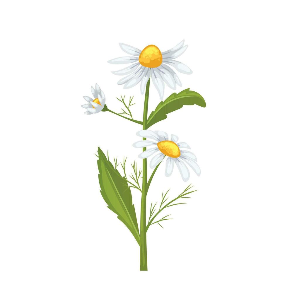 daisy flower summer cartoon vector illustration