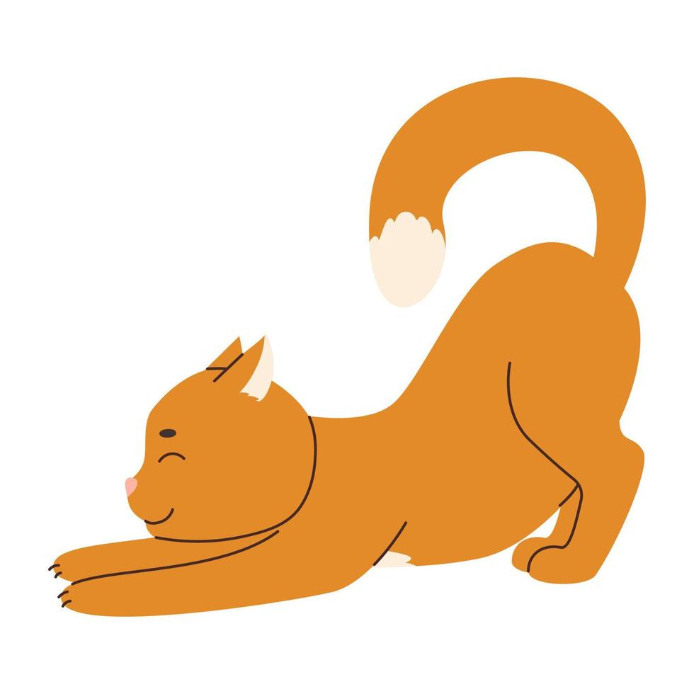 linda jengibre gato estiramientos patas adelante. gato yoga. Doméstico animal plano vector ilustración