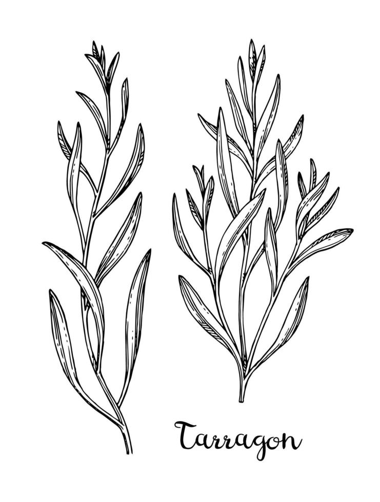 Tarragon set. Ink sketch isolated on white background. Hand drawn vector illustration. Retro style.