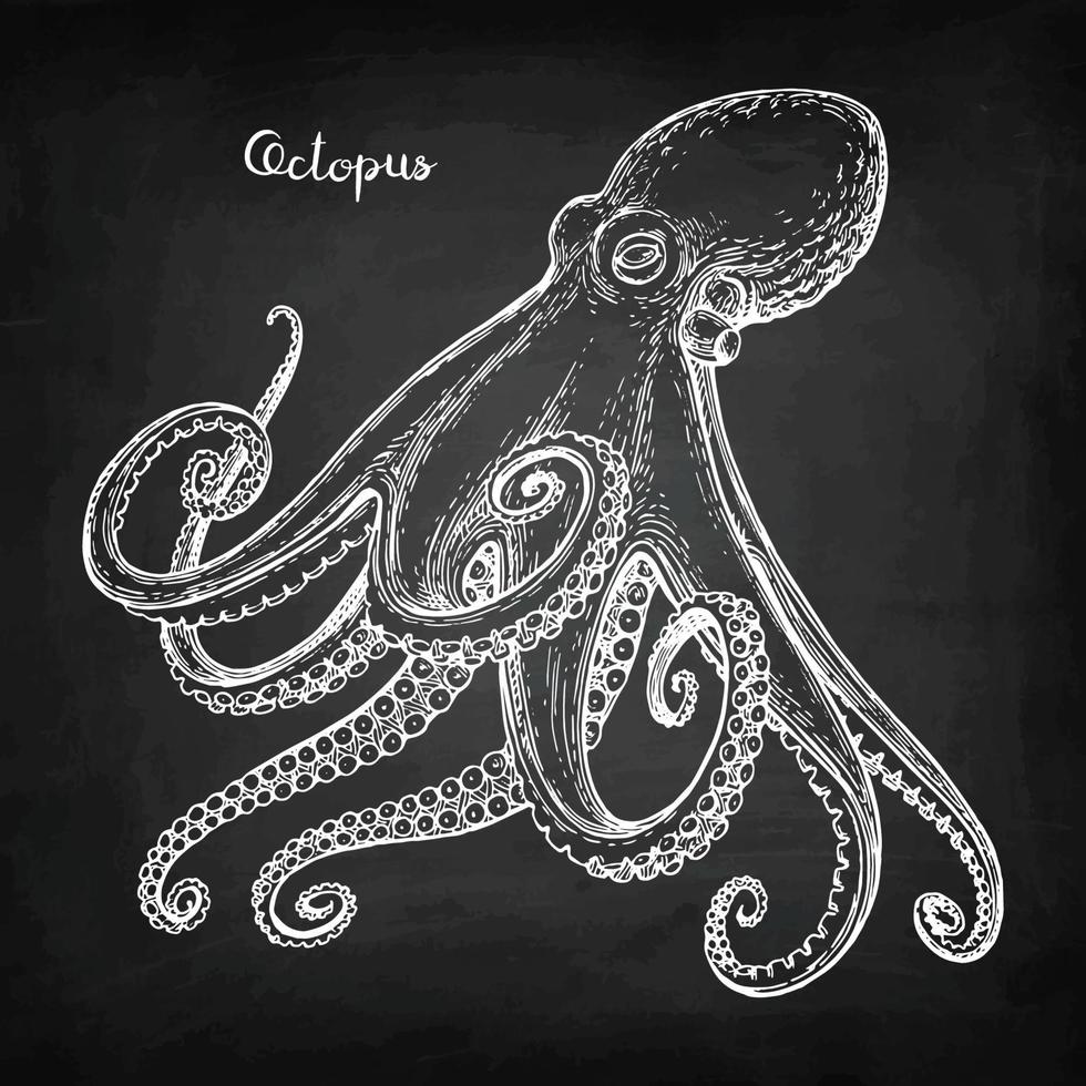 Octopus chalk sketch on blackboard background. Hand drawn vector illustration of seafood. Retro style.