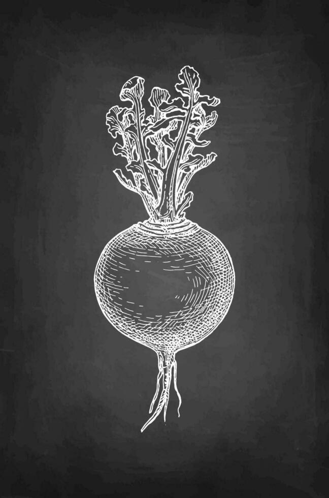 Chalk sketch of turnip on blackboard background. Hand drawn vector illustration. Retro style.