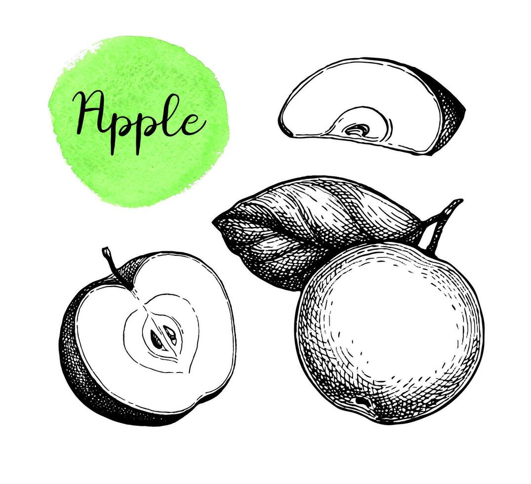 Apple with leaf and sliced fruit. Ink sketch set isolated on white background. Hand drawn vector illustration. Retro style.