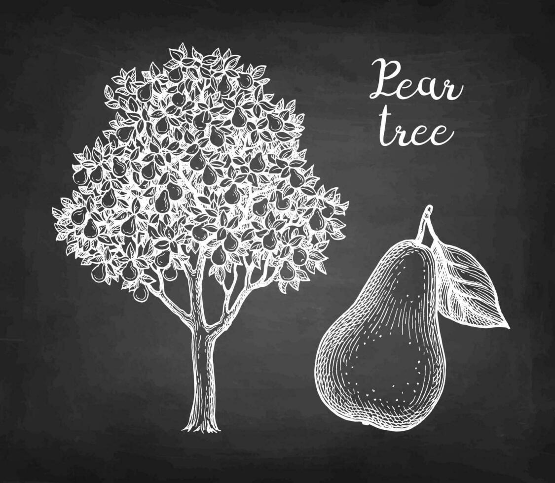 Pera árbol y fruta. tiza bosquejo en pizarra antecedentes. mano dibujado vector ilustración. retro estilo.