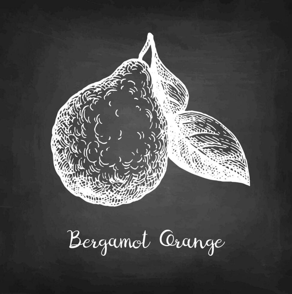Bergamot orange with leaf. Chalk sketch on blackboard background. Hand drawn vector illustration. Retro style.